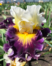 Carica l&#39;immagine nel visualizzatore di Gallery, Iris Barbata Alta &quot;Flash of Brilliance&quot;
