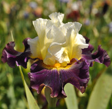 Carica l&#39;immagine nel visualizzatore di Gallery, Iris Barbata Alta &quot;Flash of Brilliance&quot;
