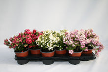 Carica l&#39;immagine nel visualizzatore di Gallery, Gaultheria Mucronata (vari colori)
