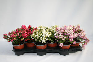 Gaultheria Mucronata (vari colori)