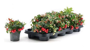 Gaultheria Procumbens "Big Berry"