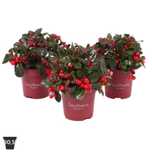 Carica l&#39;immagine nel visualizzatore di Gallery, Gaultheria Procumbens &quot;Big Berry&quot;
