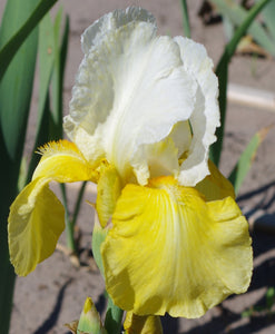 Iris Barbata Alta "Glacier Gold"