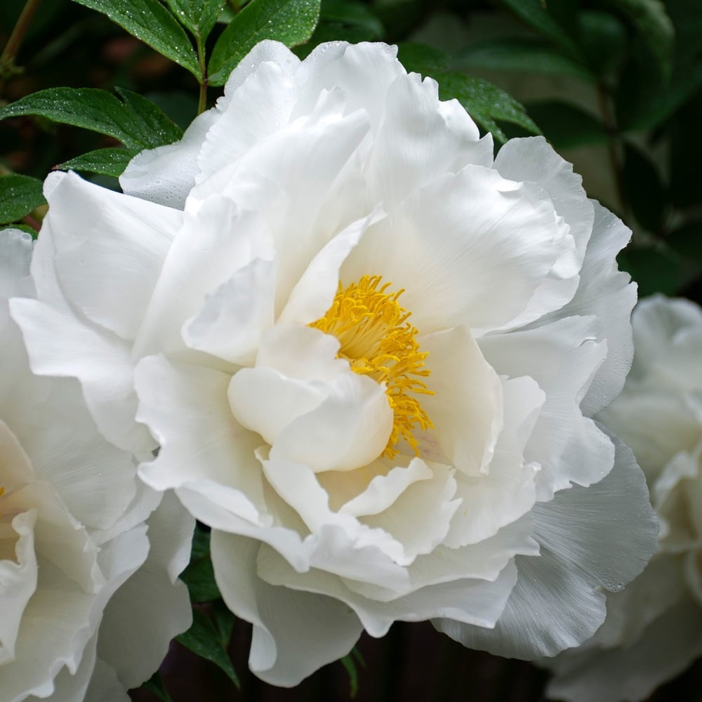 Paeonia Suffruticosa 