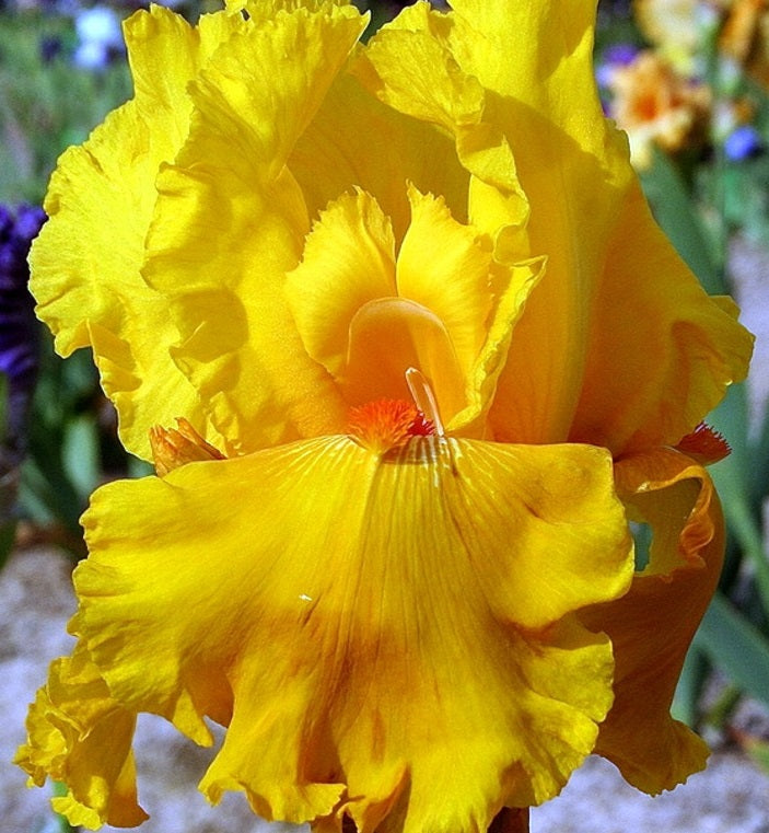 Iris Barbata Alta 