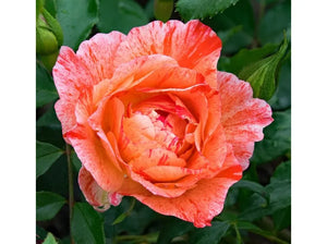 Rosa "Grimaldi"