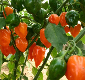 Peperoncino "Habanero Orange"