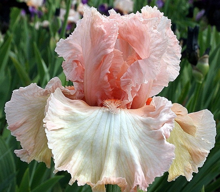 Iris Barbata Alta 