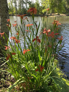Iris Fulva