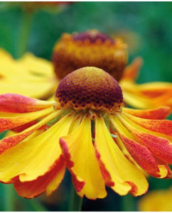 Helenium "Can Can"