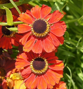 Helenium "Red Amy"