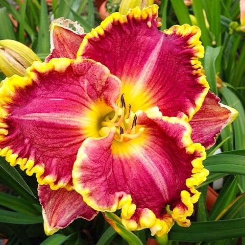 Hemerocallis 