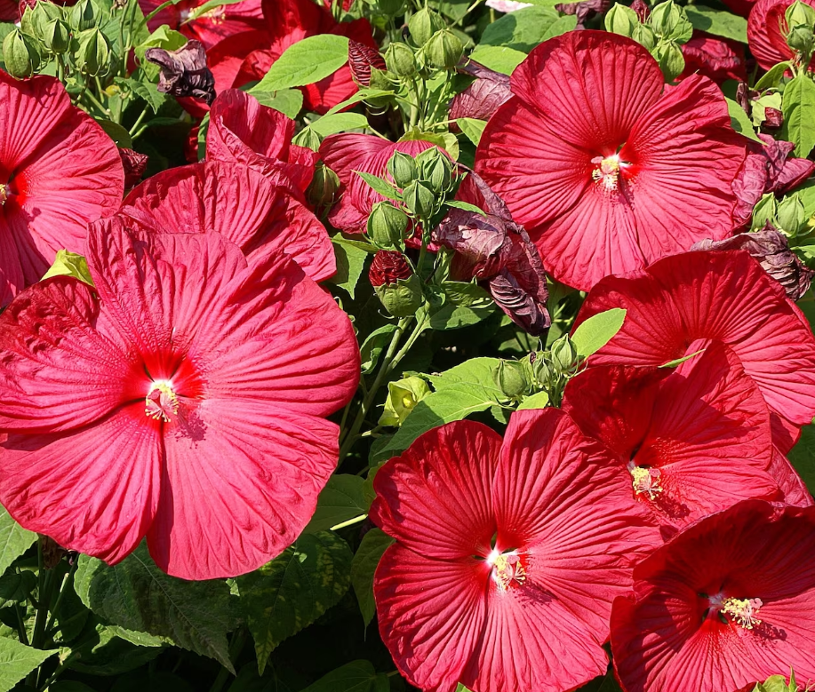 Hibiscus Moscheutus 