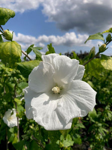 Hibiscus Syriacus Totus Albus