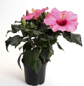 Hibiscus Rosa-Sinensis "Adonis"