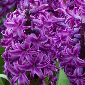 Hyacinthus "Purple Sensation"