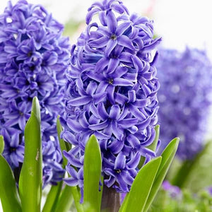 Hyacinthus "Blue Pearl"