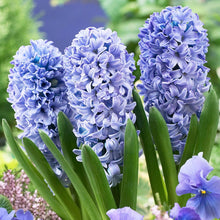 Carica l'immagine nel visualizzatore di Gallery, Hyacinthus "Delft Blue" in bulbi
