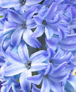 Hyacinthus "Aqua"