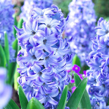 Carica l&#39;immagine nel visualizzatore di Gallery, Hyacinthus &quot;Aqua&quot;
