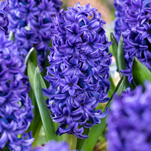 Carica l'immagine nel visualizzatore di Gallery, Hyacinthus "Blue Trophy"
