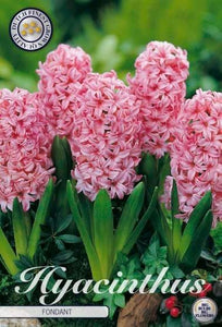 Hyacinthus "Fondant" in bulbi