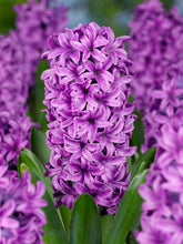 Carica l'immagine nel visualizzatore di Gallery, Hyacinthus "Miss Saigon"
