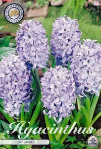 Hyacinthus "Sky Jacket" in bulbi