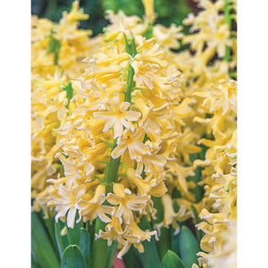 Hyacinthus "Yellowstone"