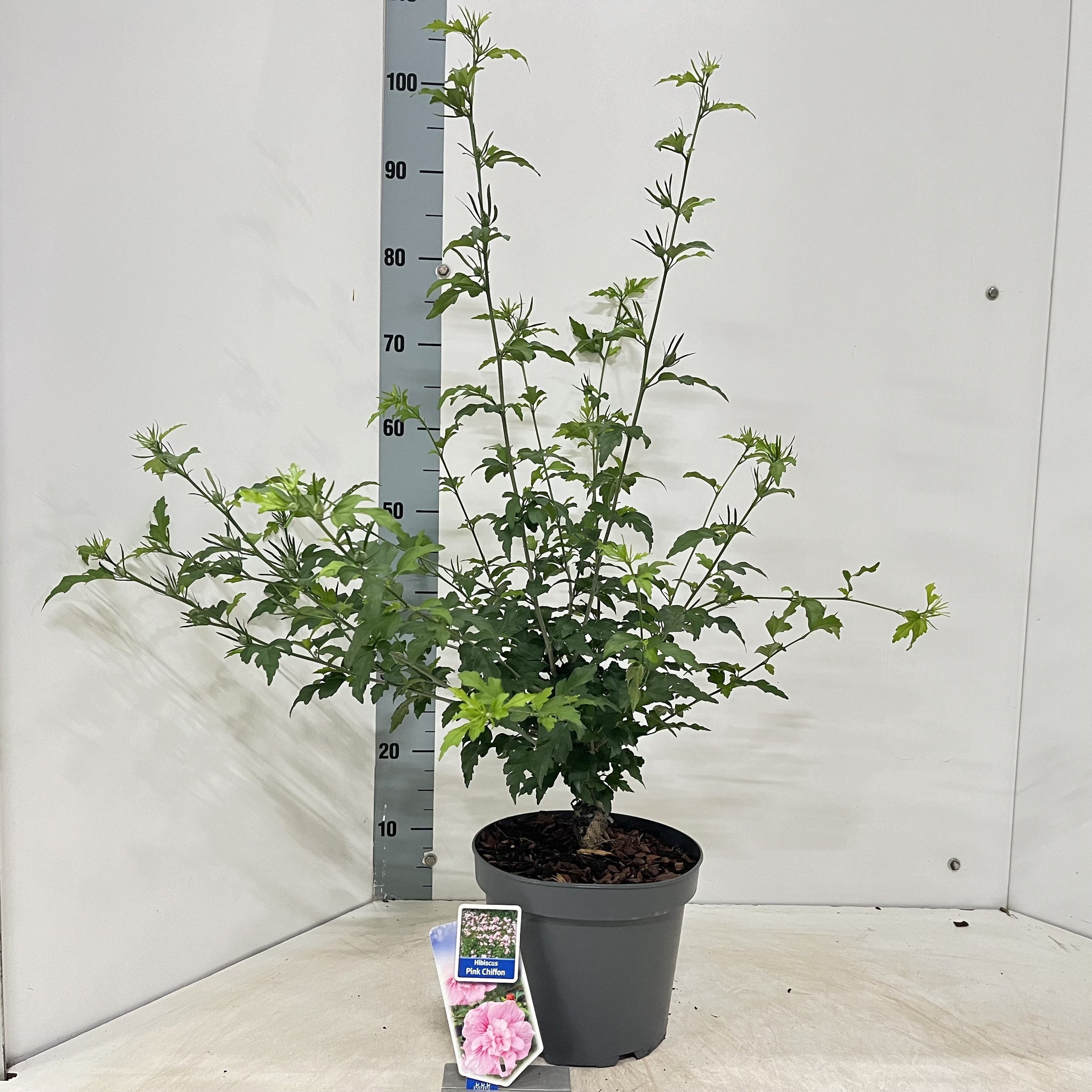 Hibiscus Syriacus Starburst Chiffon - Pianta Viva In Vaso Quadrato Da 6 Litri - Foto 11