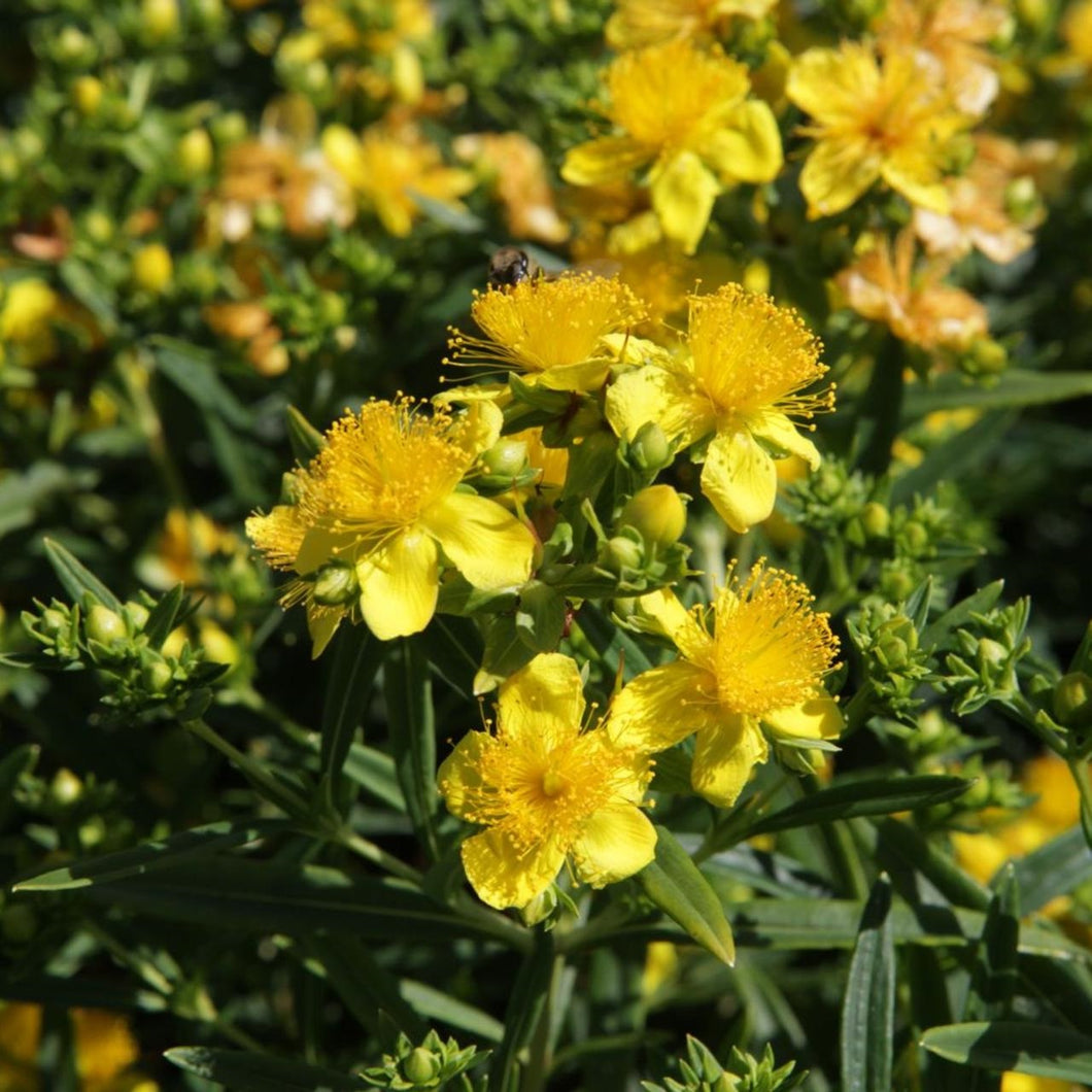 Hypericum 