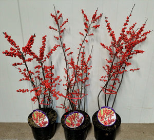Ilex Verticillata