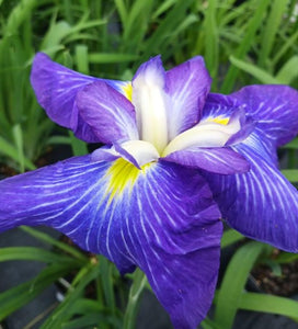 Iris Ensata "Gusto"