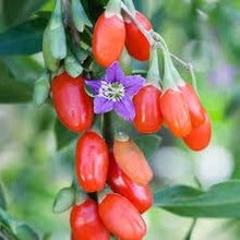 Carica l'immagine nel visualizzatore di Gallery, Lycium Barbarum (Goji Berry)
