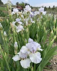 Iris Barbata Intermedia "Petit Nuage"