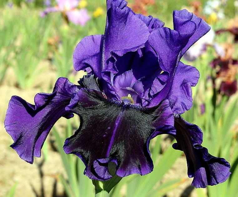 Iris Barbata Alta 