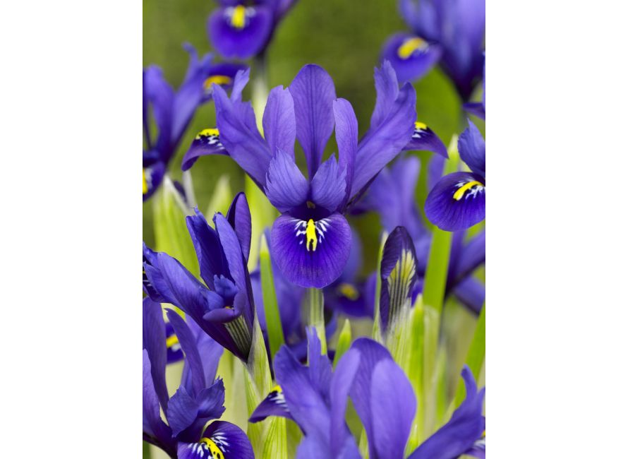 Iris Reticulata 