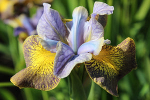 Iris Sibirica "Uncorked"