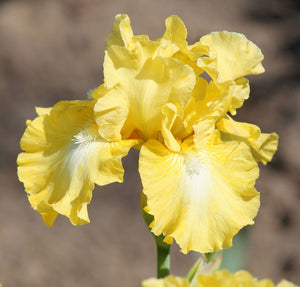 Iris Barbata Intermedia "Lemon Pop"