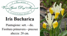 Carica l'immagine nel visualizzatore di Gallery, Iris Bucharica
