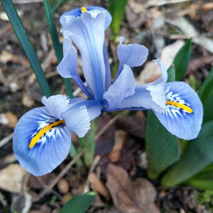 Iris Reticulata "Alida"