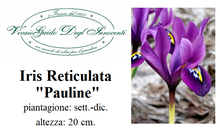 Carica l'immagine nel visualizzatore di Gallery, Iris Reticulata "Pauline"
