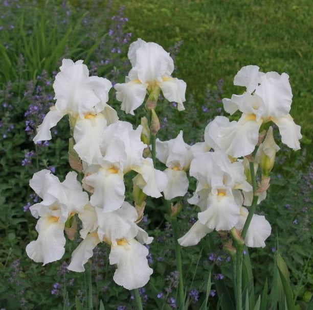 Iris Barbata Alta 