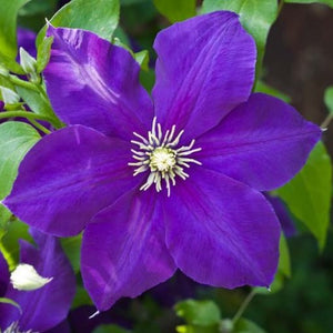 Clematis Hybrida "Jackmanii"