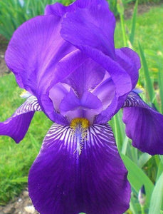 Iris Barbata Alta "Joanna"