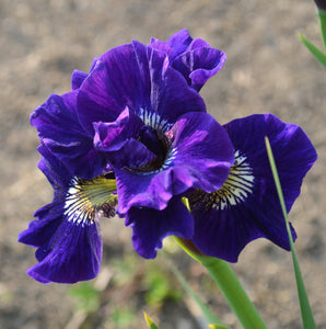 Iris Sibirica "Kaboom"