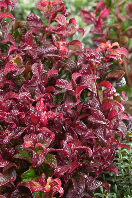 Leucothoe Axillaris 