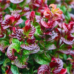 Leucothoe Axillaris "Curly Red"