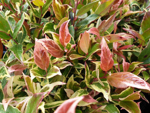 Leucothoe Axillaris "Color Diamond"