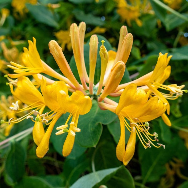Lonicera Tellmanniana